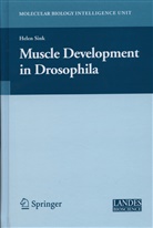 Helen Sink - Muscle Development in Drosophilia