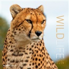 Wildlife, Brosch&uuml;renkalender 2013