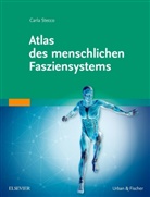 Carla Stecco - Atlas des menschlichen Fasziensystems