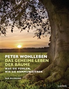 Peter Wohlleben, Kilian Sch&ouml;nberger - Das geheime Leben der B&auml;ume