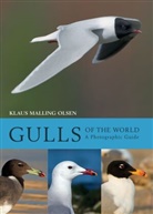 Klaus Malling Olsen, Klaus Malling Olsen - Gulls of the World