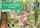 Katharina St&ouml;ckl, Katharina St&ouml;ckl-Bauer, Monika Klars - Tiere und Pflanzen im Wald. Kamishibai Bildkartenset