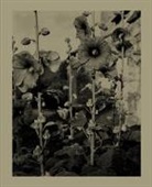 Jordan Alves - Nicholas Nixon