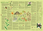 Dirk Kr&uuml;ger, Doris Sch&ouml;nhoff, druckbunt Verlag - Erlebnisposter "Bienen im Blick"