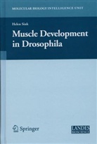 Helen Sink, Hele Sink, Helen Sink - Muscle Development in Drosophilia