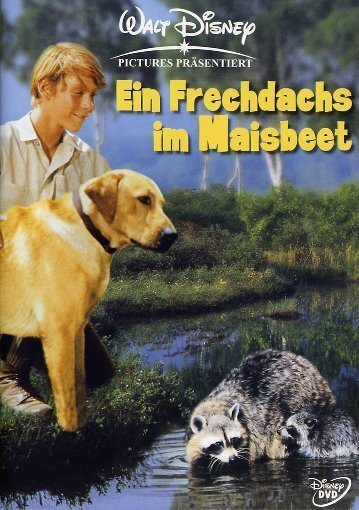 Ein Frechdachs im Maisbeet
