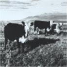 Mark Kozelek - Finally Digipack