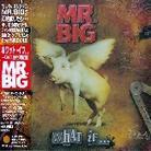 Mr. Big - What If - Limited - + Bonus CD + DVD