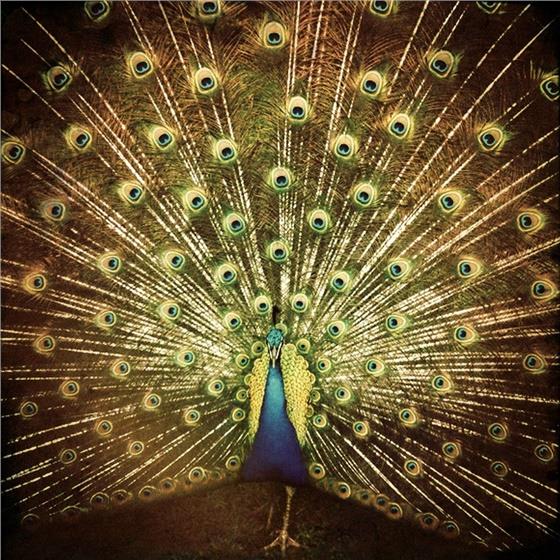 Ani Difranco - Which Side Are You On