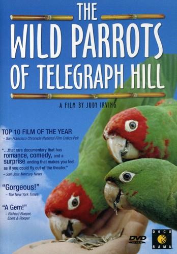 Wild Parrots Of Telegraph Hill