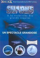 Sharks à la recherche des grands requins Imax