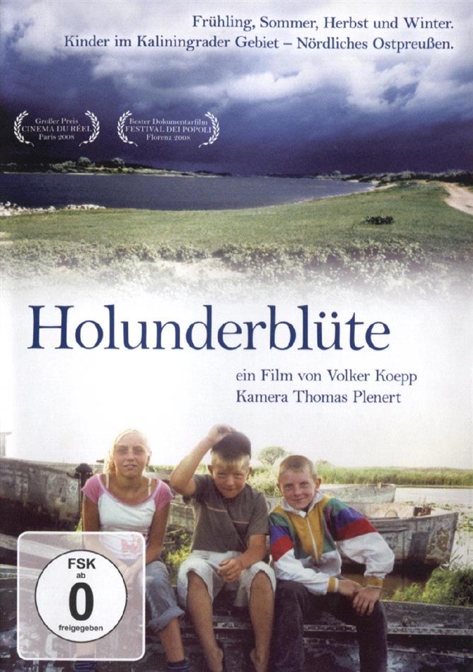 Holunderblüte