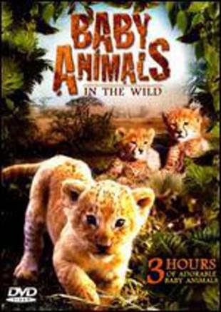 Baby Animals In The Wild