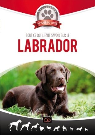 Tout ce qu'il faut savoir sur le Labrador Collection passion du chien