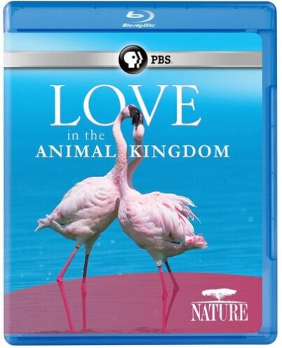 Nature - Love in the Animal Kingdom
