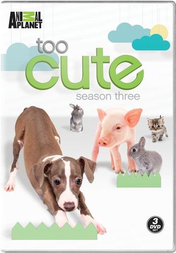 Too Cute - Season 3 3 DVD