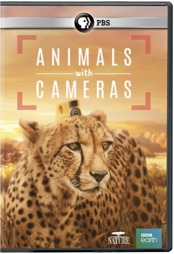 Animals With Cameras BBC Earth