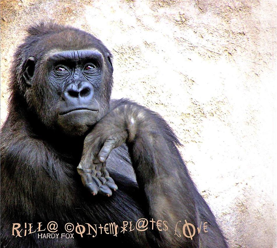 Hardy Fox - Rilla Contemplates Love