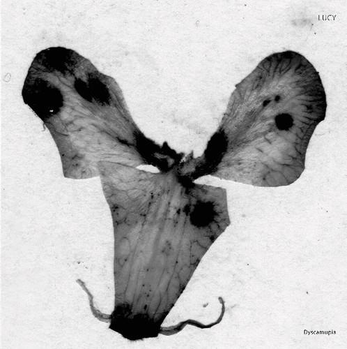 Lucy - Dyscamupia 12" Maxi