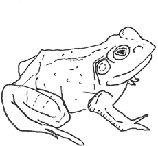 Aoife O'Donovan - Bull Frogs Croon (And Other Songs)