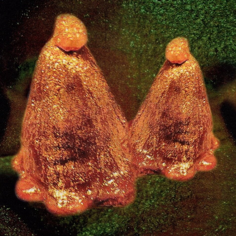 Black To Comm - Oocyte Oil & Stolen Androgens LP