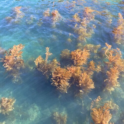 Turn On The Sunlight - Ocean Garden LP