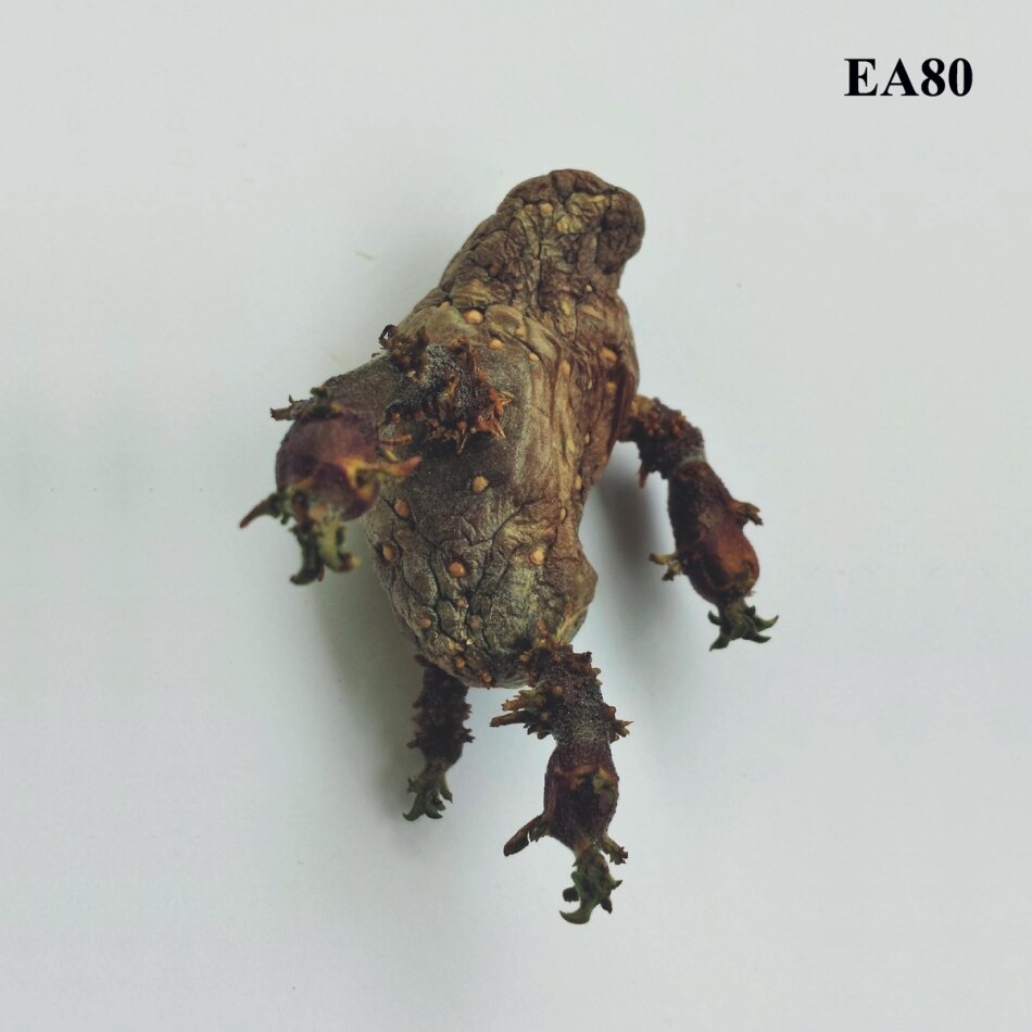 EA 80 - Single LP