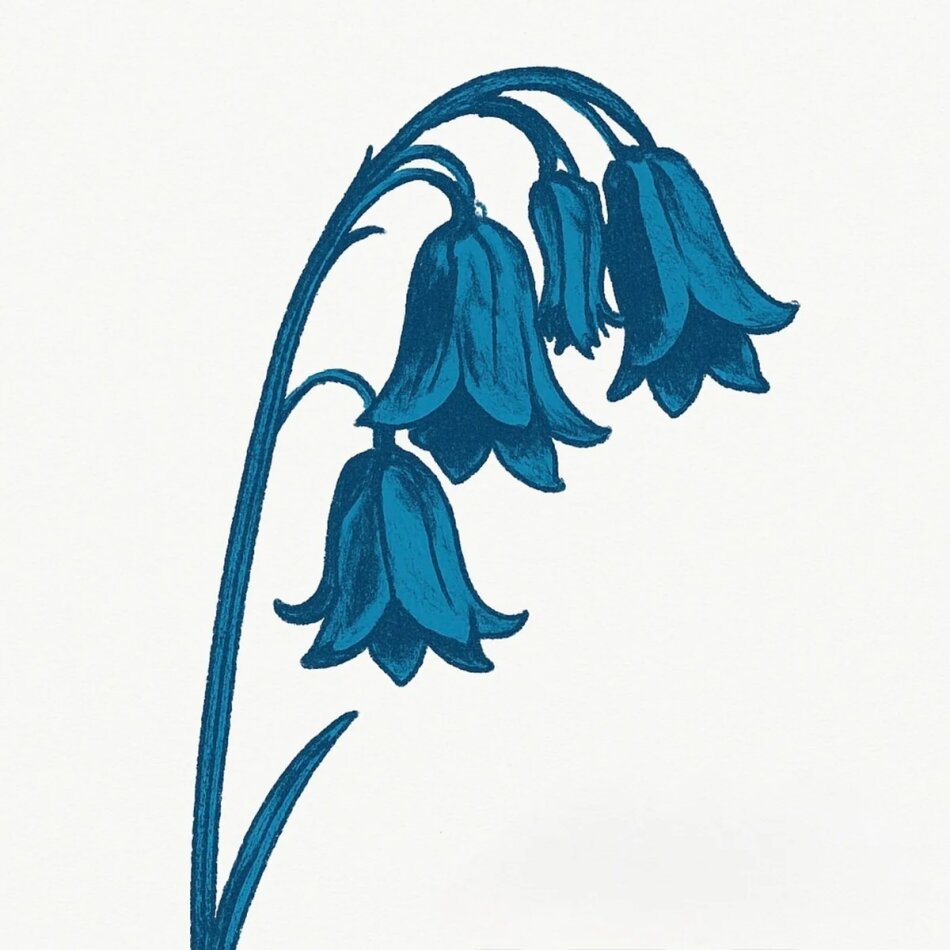 Bluebells - This Is The Bluebells